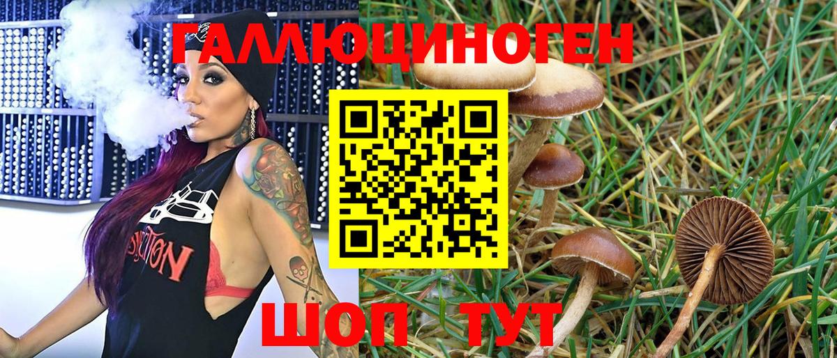 Псилоцибиновые грибы Psilocybe Зеленодольск